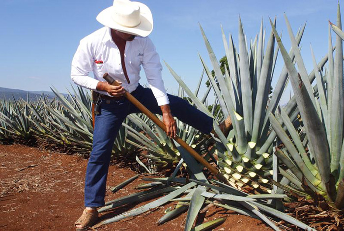  Rượu Tequila Jose Cuervo – Làm từ cây thù gai blue agave